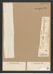 Homoeocladia martiana var. div. Ag. (de-Toni-Nr.: Genus 48, Species 2182) Zeichnungen Sammlung Grunow Nr. 4580 (NHMW-BOT-W0372589)